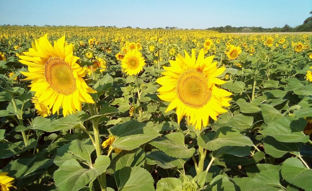 biostimulátorral és lombtrágyával kezelt virágzó napraforgó regeneratív gazdálkodásban