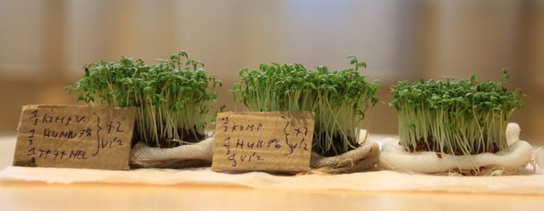 mikrobiológiai oltás kísérlet komposzt kivonattal és huminsavval, gézlapon 6 napos zsázsa növényekkel