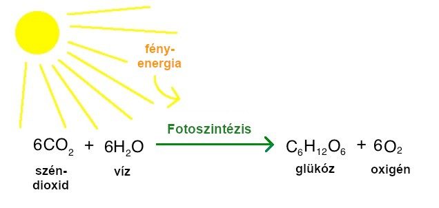 A fotoszintézis egyenlete