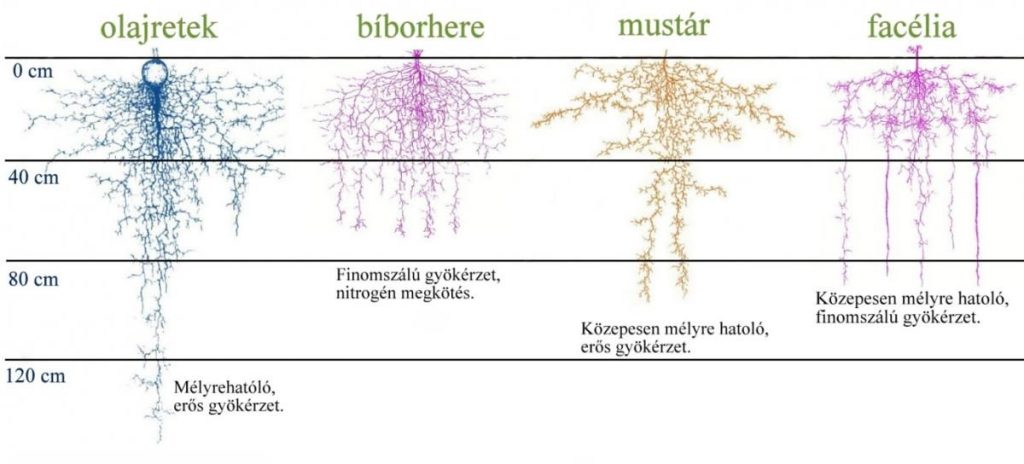 takarónövények gyökérrendszere, bíborhere, olajretek, mustár, facélia