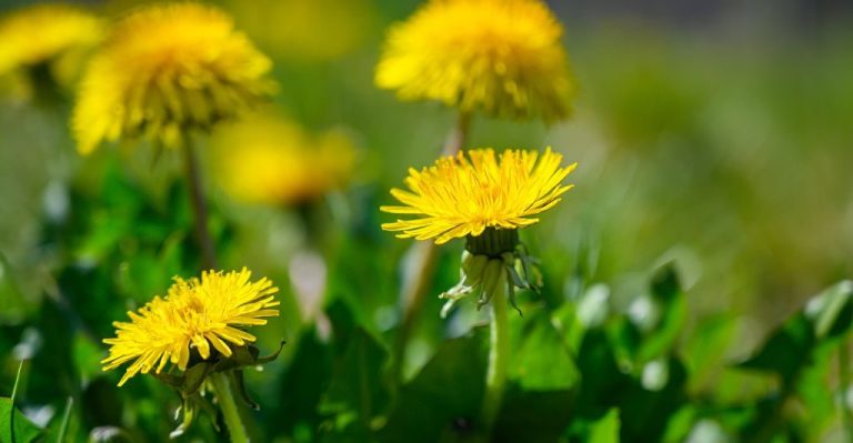 biodiverzitás egy változatos vadvirágos mezőn, az előtérben sárga virágú pitypangokkal