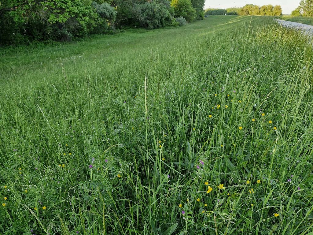 természetes zöldugar a Tisza-gáton, pillangóvirágú növényekkel, fűfélékkel, vadvirágokkal