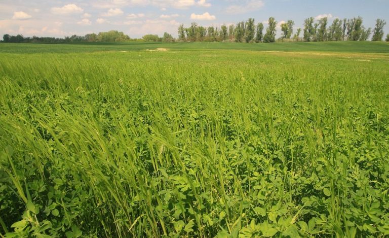 AKS-s évelő zöldugar keverék, benne lucerna, útifű és fűfélék
