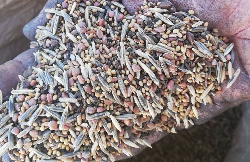 takarónövény magkeverék komposzt kivonattal és huminsavval
