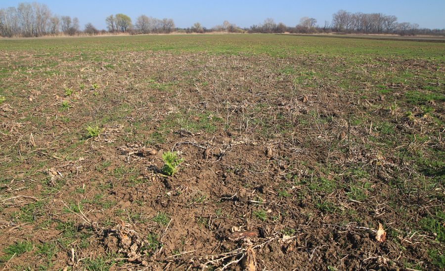 takarónövényes regeneratív termőföld márciusban, napraforgó magágykészítés előtt